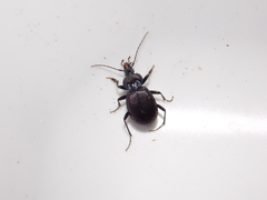 Sphaeroderus stenostomus