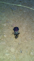 Eleodes suturalis