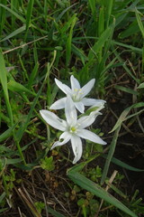 Ornithogalum navaschinii