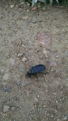 Eleodes suturalis