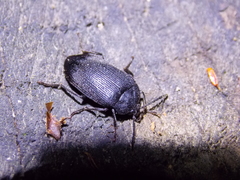 Penthe pimelia