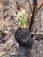 Dasylirion cedrosanum