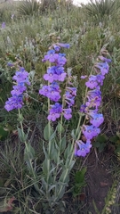 Penstemon secundiflorus