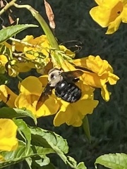 Xylocopa grisescens