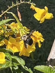 Xylocopa grisescens