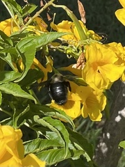 Xylocopa grisescens