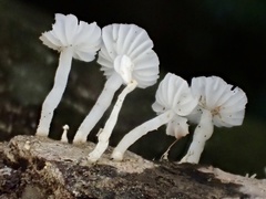 Marasmiellus stenophyllus