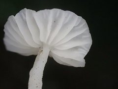 Marasmiellus stenophyllus