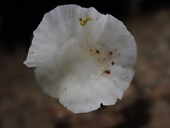 Marasmiellus stenophyllus