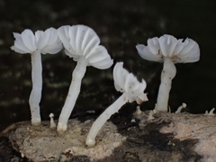Marasmiellus stenophyllus