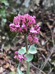 Centranthus ruber