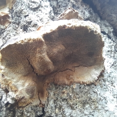 Perenniporia