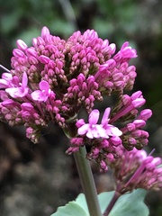 Centranthus ruber