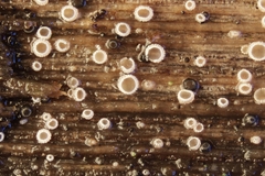 Cistella grevillei