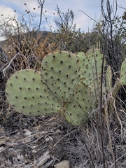 Opuntia rufida