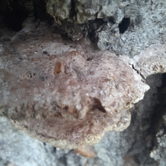 Perenniporia