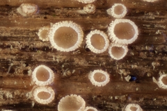 Cistella grevillei