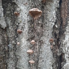 Perenniporia