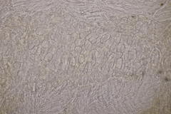 Cistella grevillei