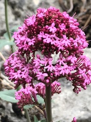 Centranthus ruber