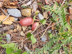 Astragalus sanguineus