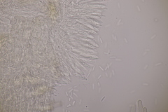 Cistella grevillei