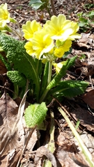 Primula × polyantha