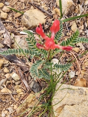 Astragalus sanguineus
