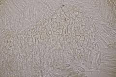 Cistella grevillei