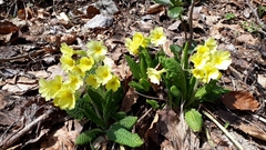 Primula × polyantha