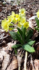 Primula × polyantha