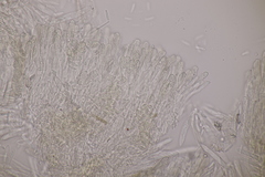 Cistella grevillei