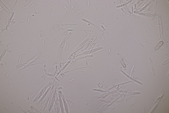 Cistella grevillei