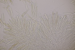 Cistella grevillei