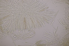 Cistella grevillei