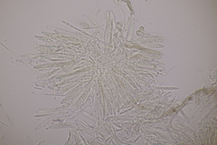 Cistella grevillei
