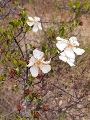 Lindleya mespiloides