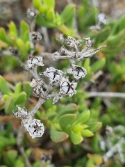 Delosperma uncinatum