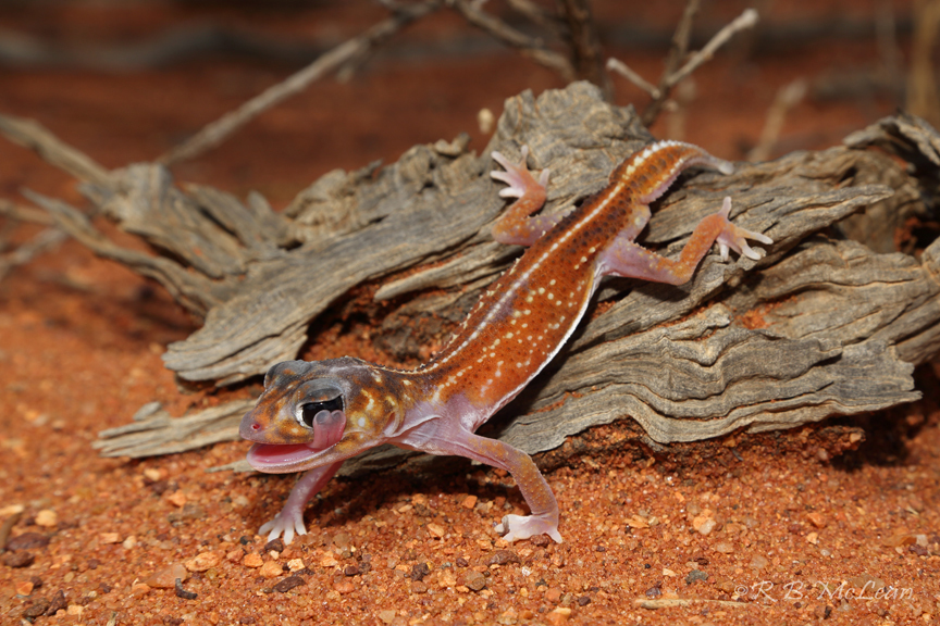 Midline Knob-Tail