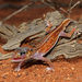 Midline Knob-tailed Gecko - Photo (c) r_o_b27, some rights reserved (CC BY-NC), uploaded by r_o_b27