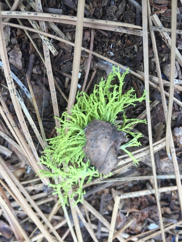iNaturalist observation photo of wolf lichen