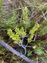 Leionema phylicifolium