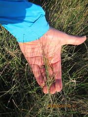 Schoenus concinnus