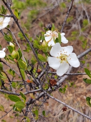 Lindleya mespiloides