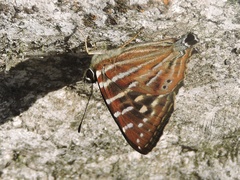 Dodona dipoea