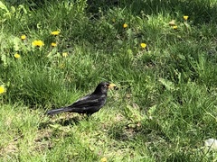 Turdus merula