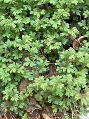 Selaginella apoda