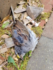 Zonotrichia albicollis