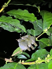Orthotomus