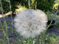 Tragopogon coelesyriacus